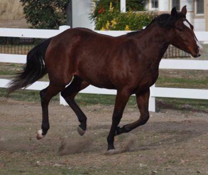 AQHA Filly Undergoes Complicated Surgery at UC Davis