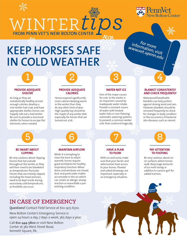Keep Horses Safe in Cold Weather