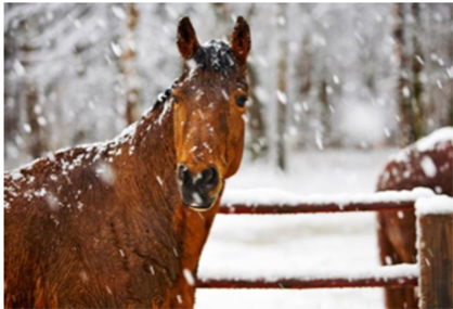Winter Management For the Older Horse