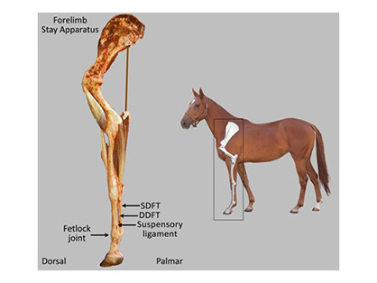 The Basics of Equine Footing Science