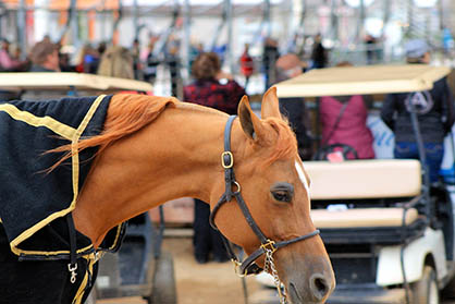 Around the Rings- Scottsdale Arabian Horse Show