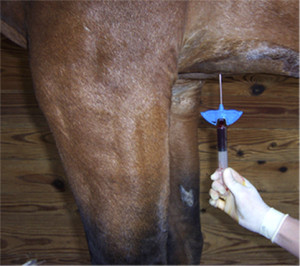 Bone marrow being collected from the sternum of a standing, sedated horse in preparation for culturing of bone marrow-derived mesenchymal stem cells. 