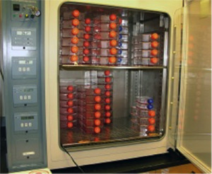 Tissue culture flasks in the incubator used for culturing equine stem cells.