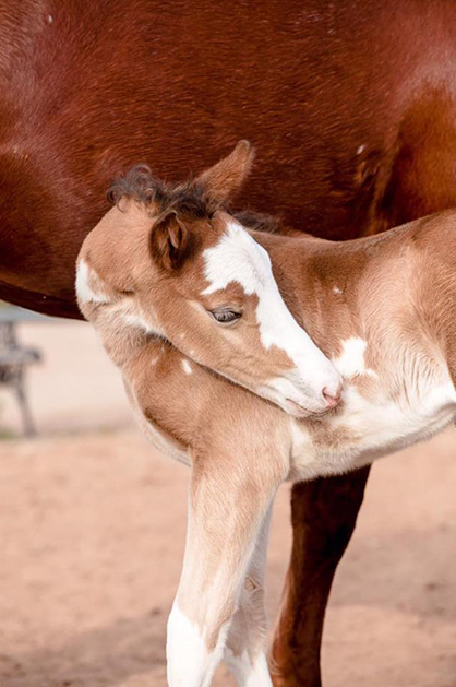 2017 EC Foal Showcase