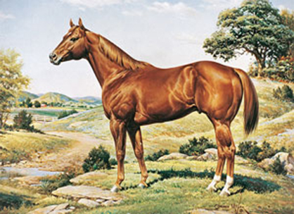 Are You an American Quarter Horse History Buff? Take this Quiz and Find Out