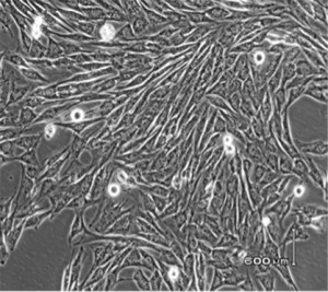 Equine stem cells under the microscope.