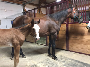 Molly and Baby Brown after they've been home for three weeks.