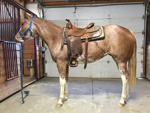 Priceless March 2017 first time wearing a saddle.