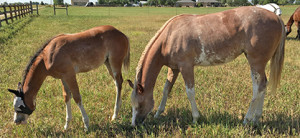 Priceless and Baby Brown out in the pasture 2.5 months after being home. 