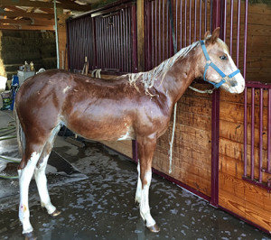 Priceless one month out of the kill pen getting her first bath. 