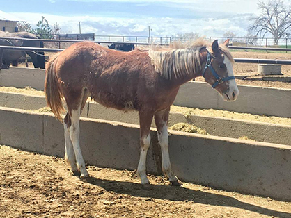 From the Kill Pen to the Show Pen: The Brown Family