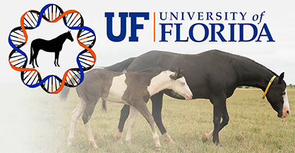 Put Genetics on Your Side with UF’s Online Horse Genetics Course