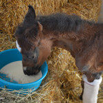 trose-eating-with-splint