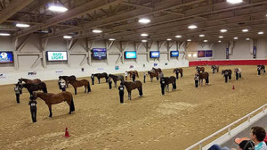 Amateur Performance Halter Geldings