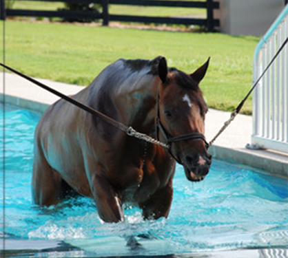 The Sanctuary Sports Equine Medicine and Rehabilitation Center Has SOLD!