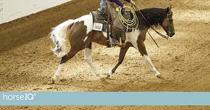 APHA’s Horse IQ Adds Ranch Riding and Halter to Educational Lineup