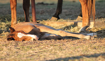 Stall Design For Foal Safety