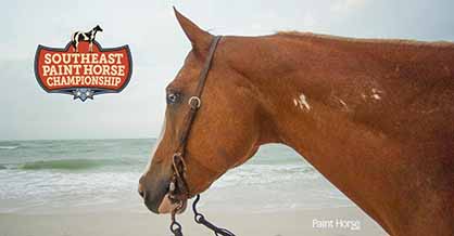 2017 Southeast Paint Horse Champions Crowned in Florida