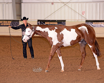 NSBA Announces Creation of Color Breeders’ Championship Futurity