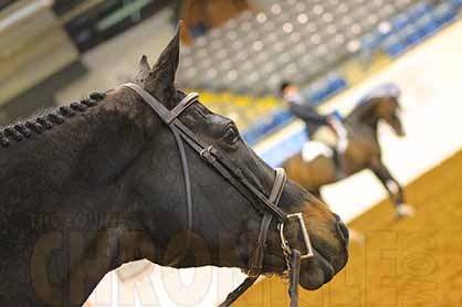 Does Bitting Up a Horse For The First Time Cause Stress?