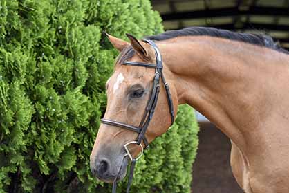 NCEA Announces Top Horse Awards