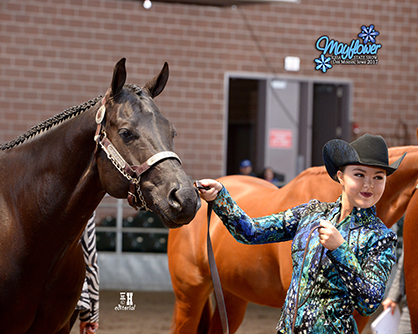 Around the Ring Photos- 2017 Mayflower- Des Moines, Iowa