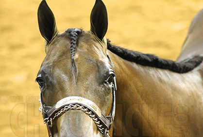 Tips For Trailering Your Asthmatic Horse