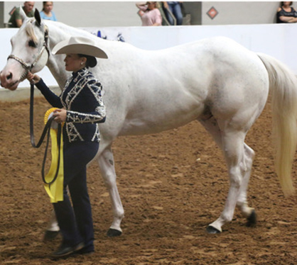 Day 6-9 Results From Pinto World Show