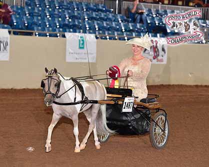 EC Pinto World Blog: Is Showing a Miniature Easier Than a Big Horse? Not By A Long Shot!