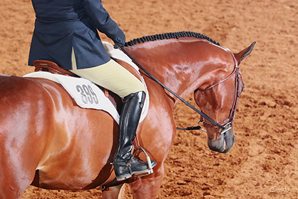 Around the Ring Photos- AQHA Region 8 Championship