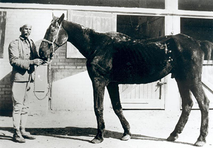 Rescuing Abandoned Warhorses After WWI- Dorothy Brooke