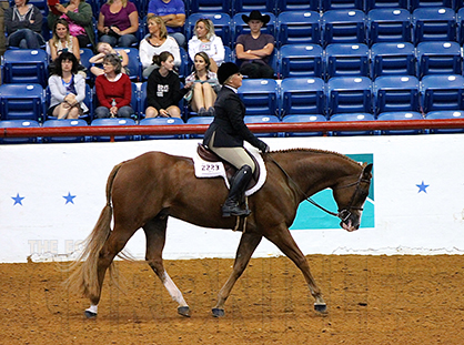 Lauren Gralla riding A Sudden Legacy at the 2015 AjPHA Youth World Show.