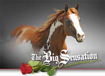 In Loving Memory of APHA Multiple World Champion Sire, The Big Sensation- (2003-2017)