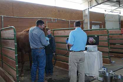 Protect the Stomach Before and During Changing Training Barns, Switching Ownership, or Learning New Disciplines