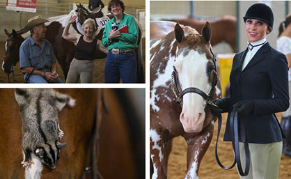 Day 1-2 Results From 2017 Pinto World Show