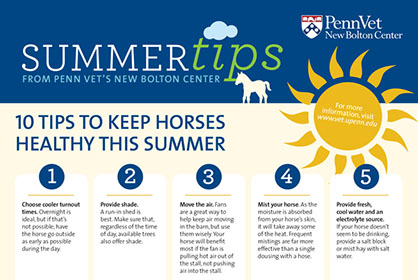 10 Tips to Keep Horses Healthy in Summer Heat