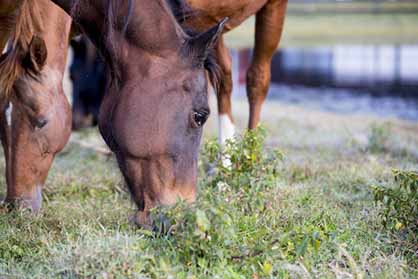 So Much Acid: Common Feeding Practices Could Cause Your Horse’s Stomach Acid to Rise