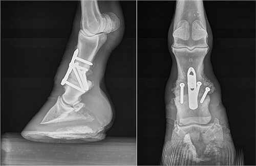 Paint Horse Undergoes Pastern Arthrodesis in Hopes For New Lease On Life