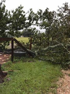 Downed trees caused some damage on Becky George's property. 