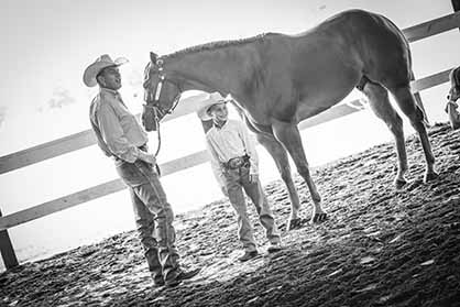 More Around the Ring Photos- 2017 NYSQHA Show