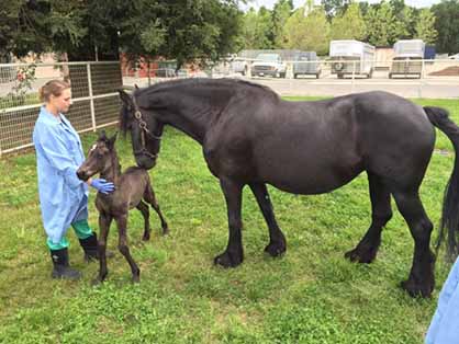 Behind the Scenes in the Neonatal Care Unit For Critical Foals