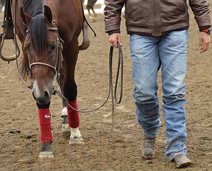 Quick Tip – What You Need to Know: Equine Leg Bandaging
