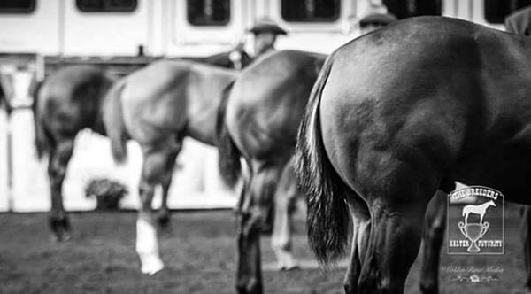 LIVE Results From 2017 Breeders’ Halter Futurity