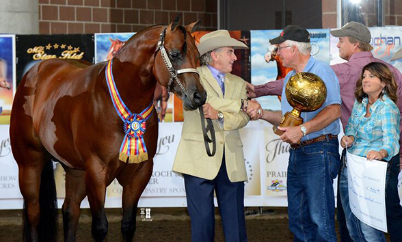 Around the Rings- 2017 Breeders Halter Futurity