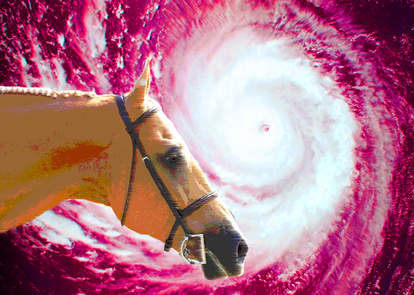 Horses and Hurricanes