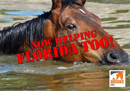 Brooke USA Launches Campaign For Hurricane Irma’s Equine Victims After Meeting $25,000 Goal in Texas