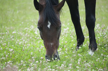 Know What You Grow: Clover Toxicity and Horses