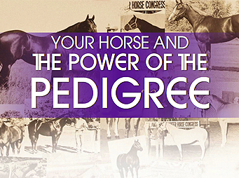 Your Horse And The Power Of The Pedigree