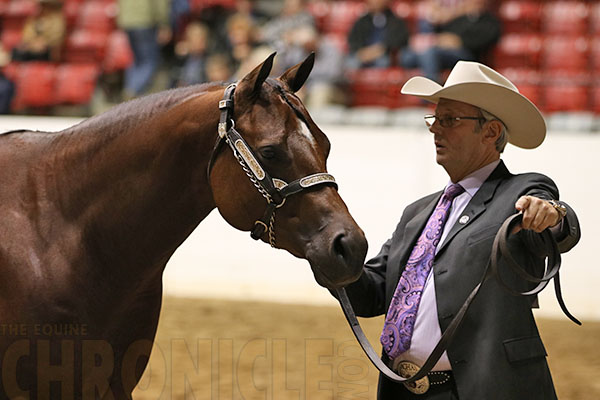Congress Amateur Grand Champion Mare is Bee Jewelled, Led by Frank Berris