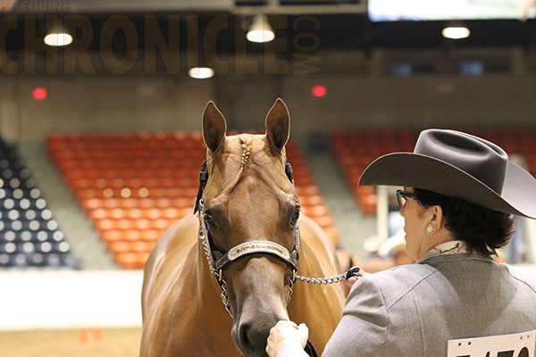 Free Chart: American Quarter Horse Conformation